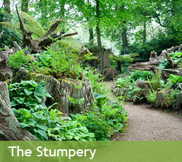 The Stumpery